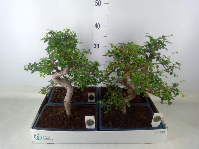 <h4>Bonsai   ...mix</h4>