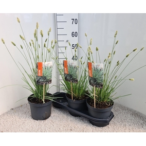 SESLERIA NITIDA
