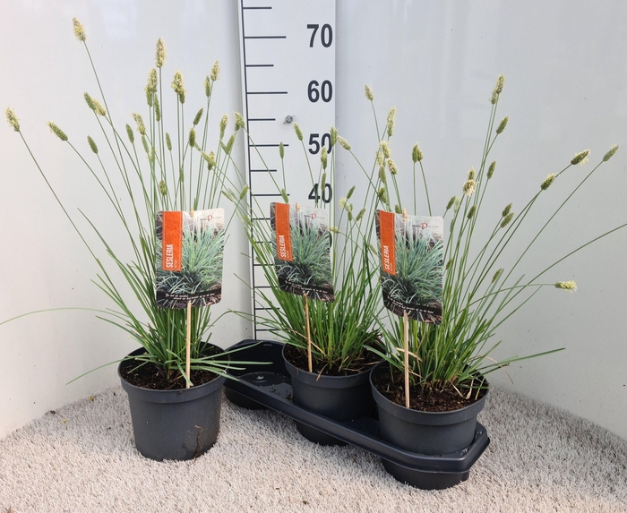 <h4>SESLERIA NITIDA</h4>