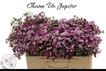Chame Un Jupiter