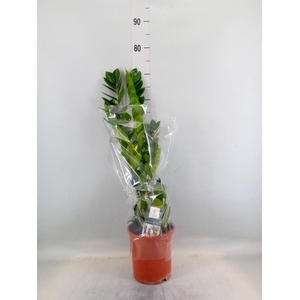 Zamioculcas zamiifolia