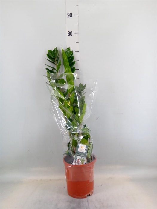 <h4>Zamioculcas zamiifolia</h4>
