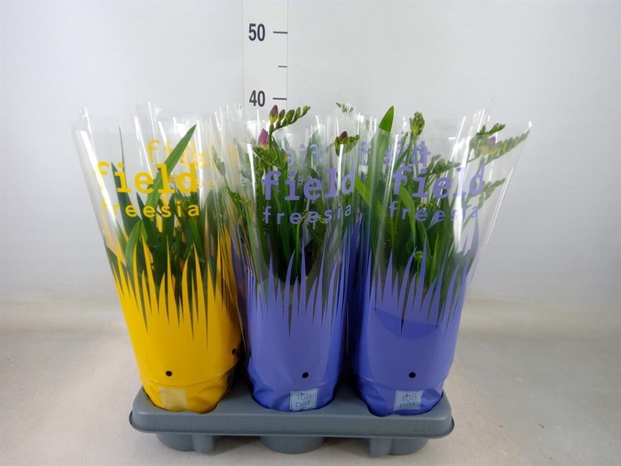 <h4>Freesia ...</h4>