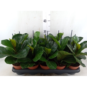 Ficus lyrata 'Bambino'