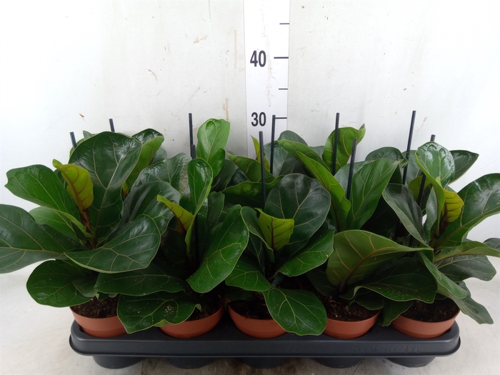 <h4>Ficus lyrata 'Bambino'</h4>