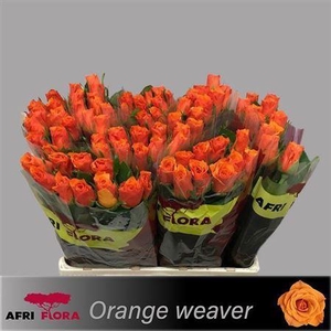 R Gr Orange Weaver