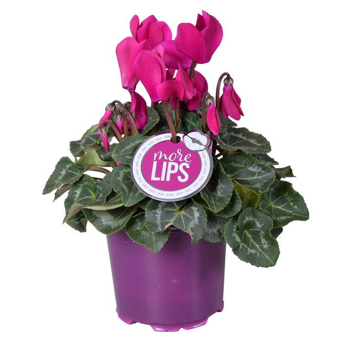 <h4>MoreLIPS® Cyclamen paars</h4>
