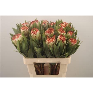Protea Esmee