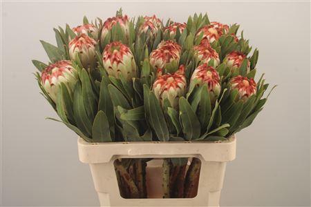<h4>Protea Esmee</h4>