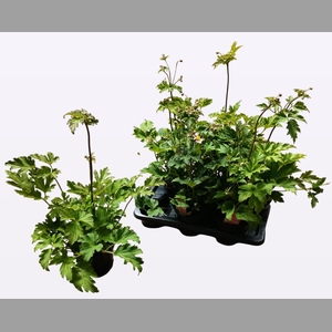 ANEM HUPEHENSIS