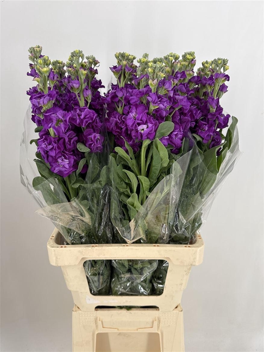 <h4>MATTH PURPLE</h4>