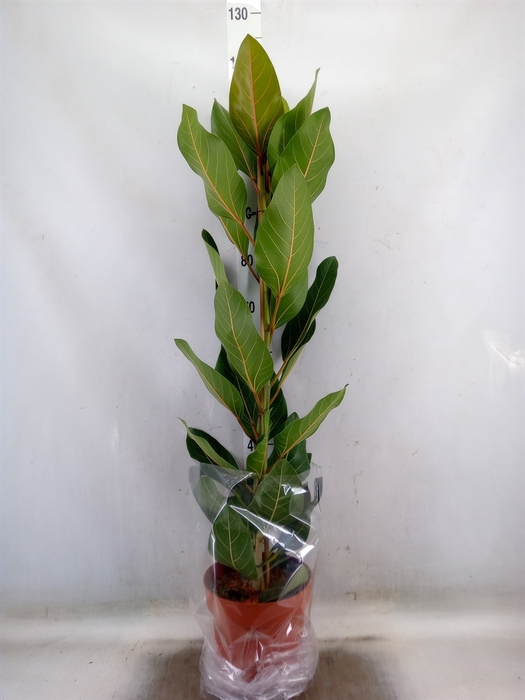 <h4>Ficus benghalensis 'Joy'</h4>