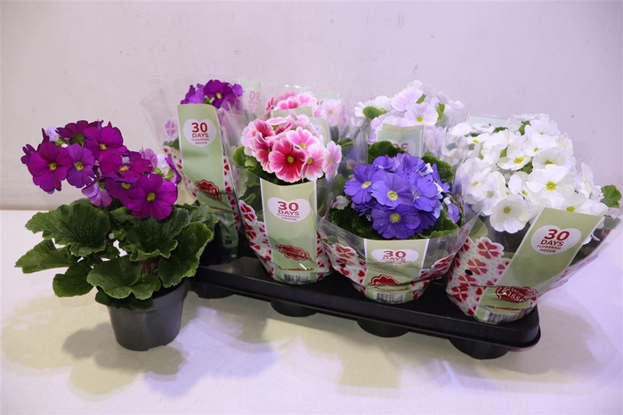 <h4>arr8 Prim Ob Tm Gem</h4>