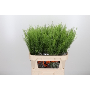 Lepidium Green Bell