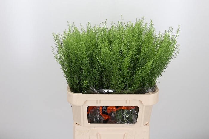 <h4>Lepidium Green Bell</h4>