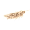 Dried cortaderia paint orange