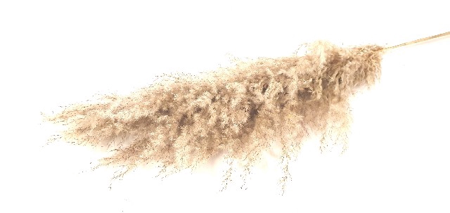 Dried cortaderia paint orange