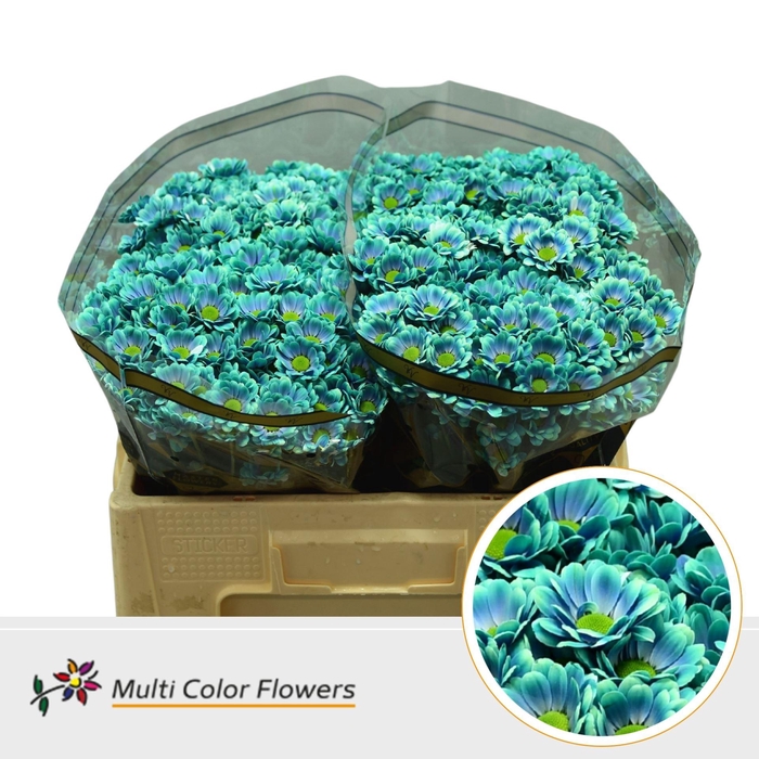 <h4>Chrysanthemum SA 'Bowie'  .color H%</h4>