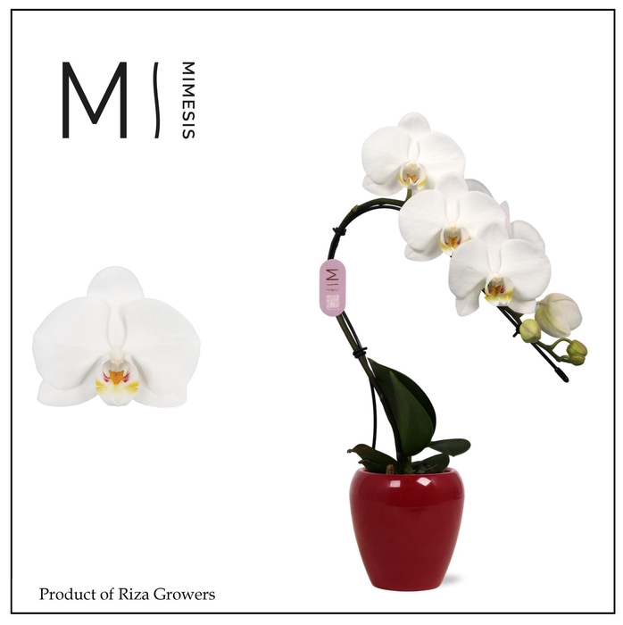 <h4>Phalaenopsis Swan White 1 spike - 7cm in Martine Red Ceramic | Mimesis</h4>