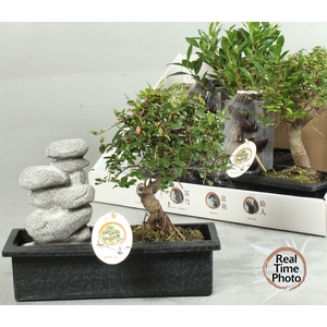 BONSAI GEM