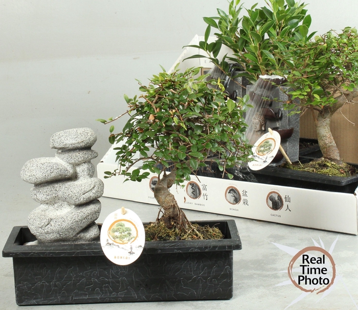 <h4>BONSAI GEM</h4>