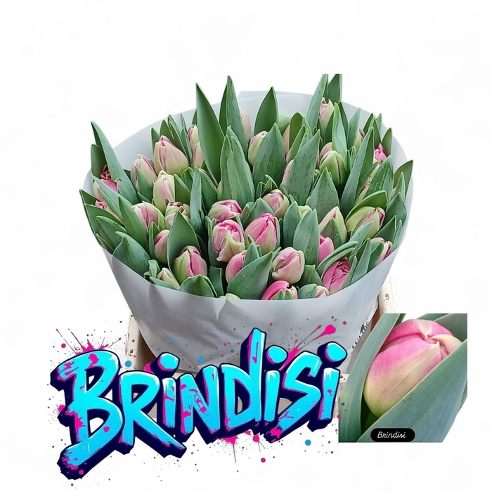 <h4>TU DU BRINDISI</h4>