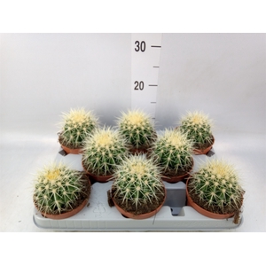 Echinocactus grusonii