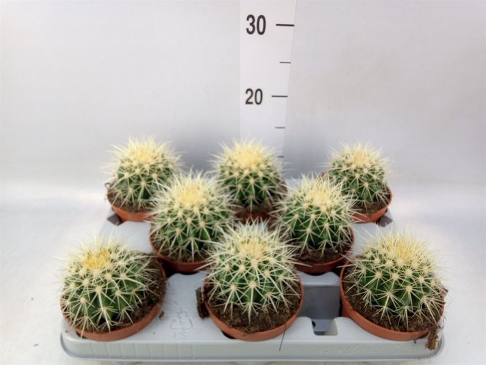 <h4>Echinocactus grusonii</h4>