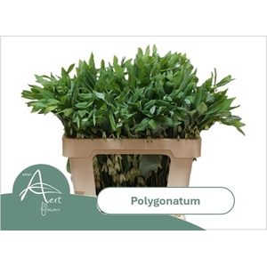 Polygonatum Multiflo
