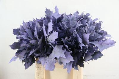 <h4>Quercus rubra   ...colored H%</h4>