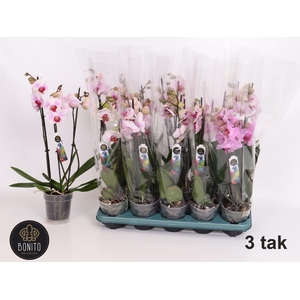 PHAL MIX 3 TAK