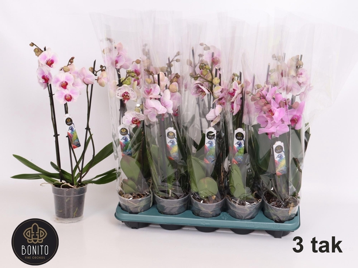 <h4>PHAL MIX 3 TAK</h4>