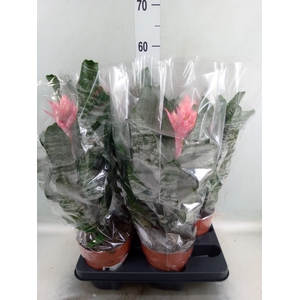 Aechmea   ...mix