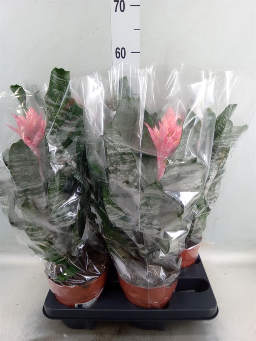 <h4>Aechmea   ...mix</h4>