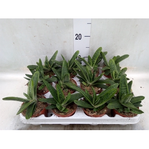 Gasteria  'Little Warty'