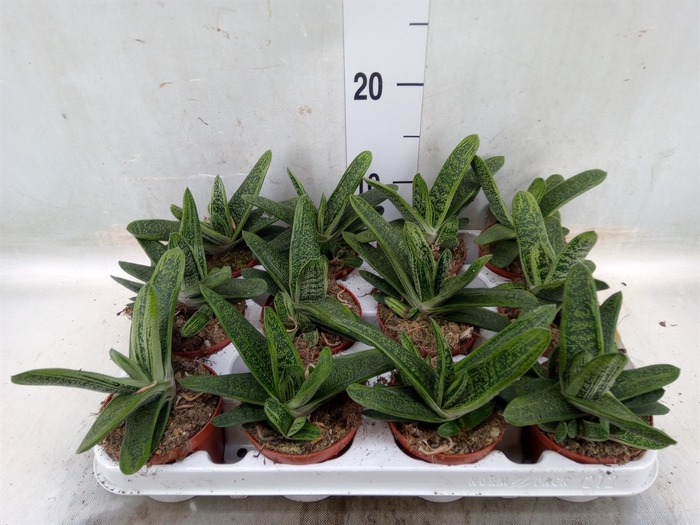 <h4>Gasteria  'Little Warty'</h4>