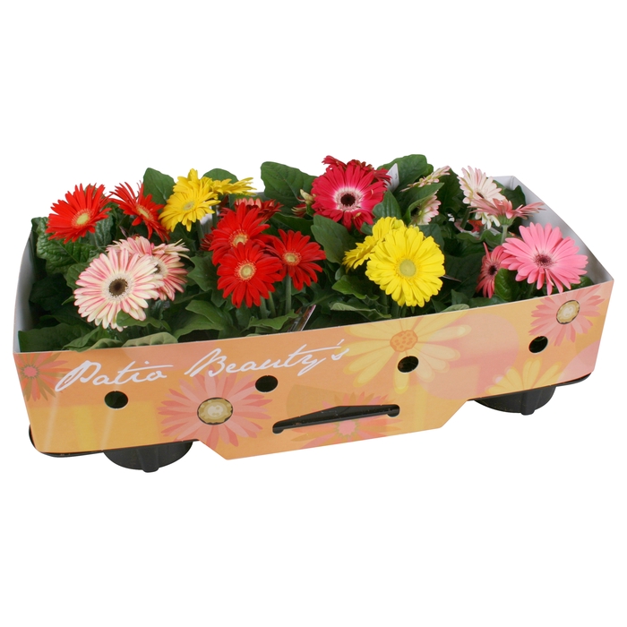 <h4>Gerbera Gemengd 2+ Patio Beauty + Kraag</h4>