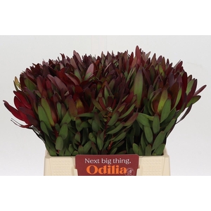 Leucad Saf Sunset 40 Cm