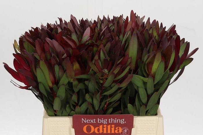 <h4>Leucad Saf Sunset 40 Cm</h4>