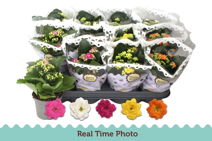 <h4>KAL GE GEM 5 KL</h4>