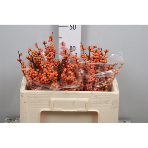 Ilex Ve Winter Gold