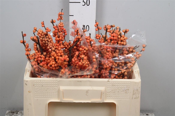 <h4>Ilex Ve Winter Gold</h4>