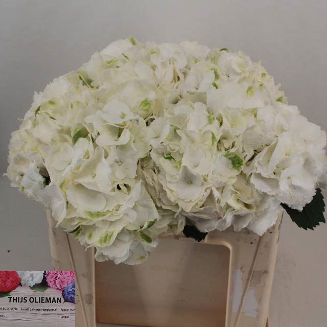 <h4>HYDRANGEA  'SCHNEEBALL'</h4>