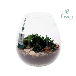 Green Bottle Abby XLarge Maritiem met Succulenten