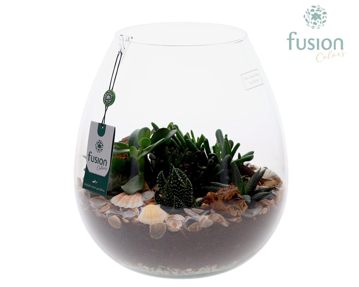 <h4>Green Bottle Abby XLarge Maritiem met Succulenten</h4>