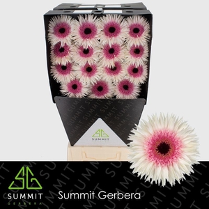 Gerbera Spider Stunt Diamond