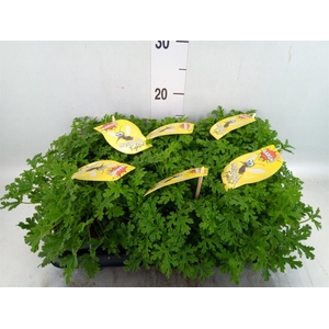 Pelargonium graveolens
