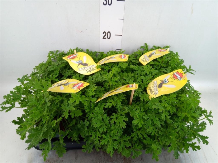 <h4>Pelargonium graveolens</h4>