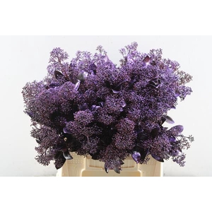 Skimmia Kl Aubergine + Gliiter