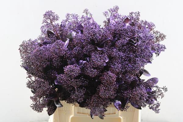 <h4>Skimmia Kl Aubergine + Gliiter</h4>